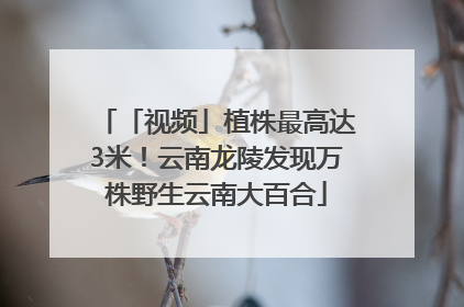 「视频」植株最高达3米！云南龙陵发现万株野生云南大百合