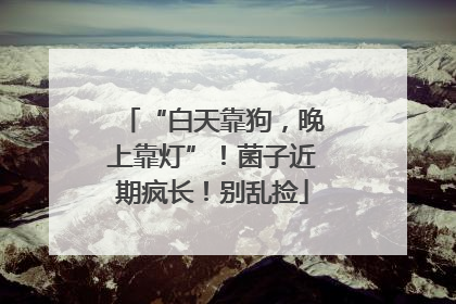 “白天靠狗，晚上靠灯”！菌子近期疯长！别乱捡