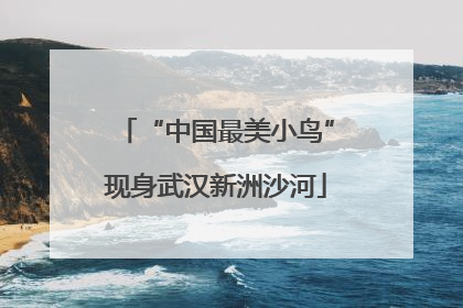 “中国最美小鸟”现身武汉新洲沙河