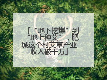 “地下挖煤”到“地上种艾”，肥城这个村艾草产业收入破千万