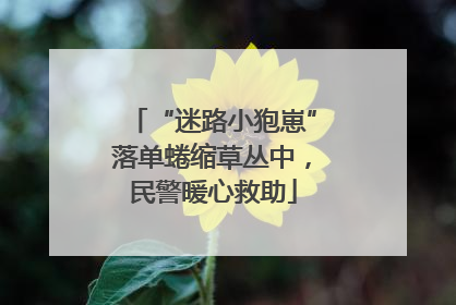 “迷路小狍崽”落单蜷缩草丛中，民警暖心救助