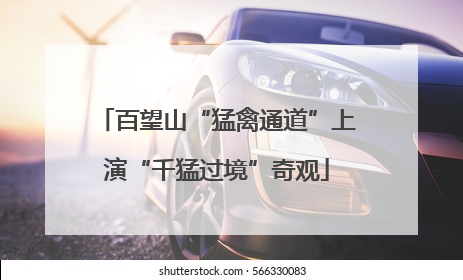 百望山“猛禽通道”上演“千猛过境”奇观