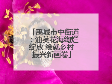 禹城市中街道：油葵花海绚烂绽放 绘就乡村振兴新画卷