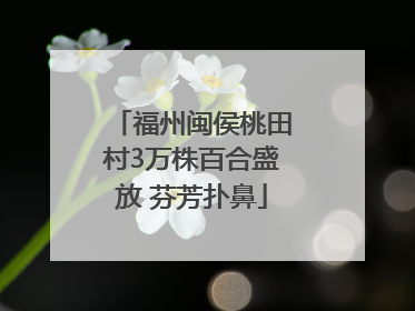福州闽侯桃田村3万株百合盛放 芬芳扑鼻