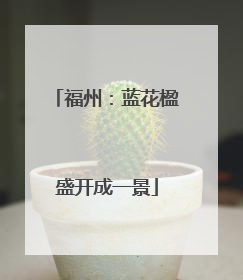 福州：蓝花楹盛开成一景