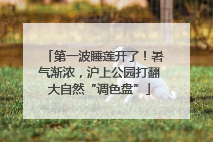 第一波睡莲开了！暑气渐浓，沪上公园打翻大自然“调色盘”