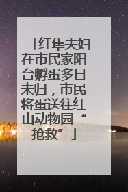 红隼夫妇在市民家阳台孵蛋多日未归，市民将蛋送往红山动物园“抢救”
