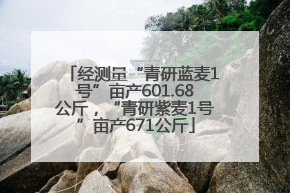 经测量“青研蓝麦1号”亩产601.68公斤，“青研紫麦1号”亩产671公斤