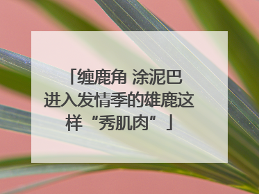 缠鹿角 涂泥巴 进入发情季的雄鹿这样“秀肌肉”