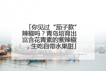 你见过“茄子款”辣椒吗？青岛培育出富含花青素的紫辣椒，生吃自带水果甜