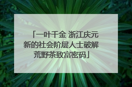 一叶千金 浙江庆元新的社会阶层人士破解荒野茶致富密码