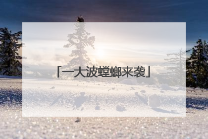 一大波螳螂来袭