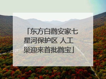 东方白鹳安家七星河保护区 人工巢迎来首批鹳宝
