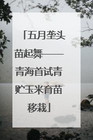 五月垄头苗起舞——青海首试青贮玉米育苗移栽