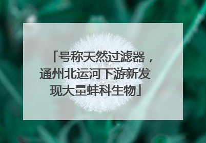 号称天然过滤器，通州北运河下游新发现大量蚌科生物