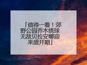 值得一看！郊野公园乔木绣球无敌贝拉安娜迎来盛开期