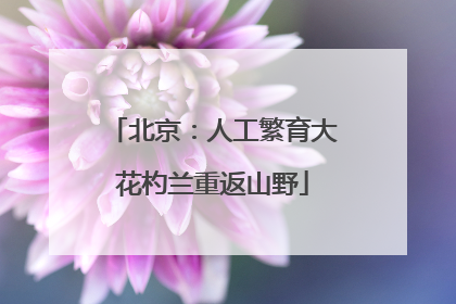 北京：人工繁育大花杓兰重返山野