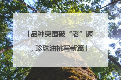品种突围破“老”题，珍珠油桃写新篇