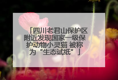 四川老君山保护区附近发现国家一级保护动物小灵猫 被称为“生态试纸”