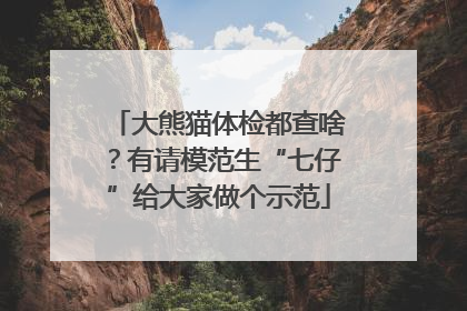大熊猫体检都查啥？有请模范生“七仔”给大家做个示范