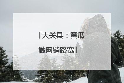 大关县：黄瓜触网销路宽