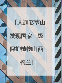 大通老爷山发现国家二级保护植物山西杓兰