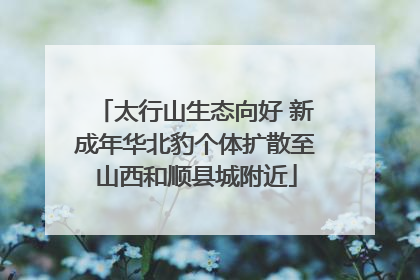太行山生态向好 新成年华北豹个体扩散至山西和顺县城附近