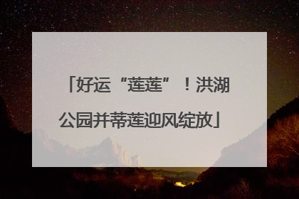 好运“莲莲”！洪湖公园并蒂莲迎风绽放