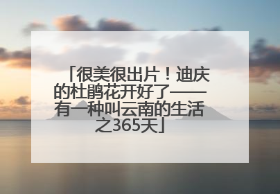 很美很出片！迪庆的杜鹃花开好了——有一种叫云南的生活之365天