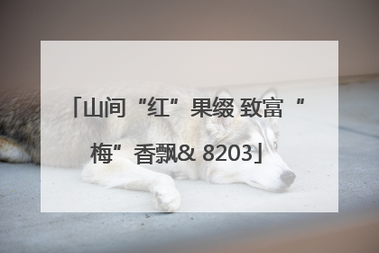 山间“红”果缀 致富“梅”香飘& 8203