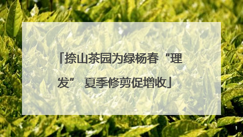 捺山茶园为绿杨春“理发” 夏季修剪促增收