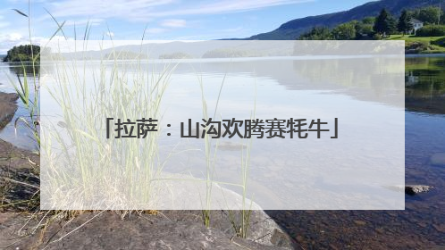 拉萨：山沟欢腾赛牦牛