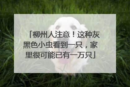 柳州人注意！这种灰黑色小虫看到一只，家里很可能已有一万只