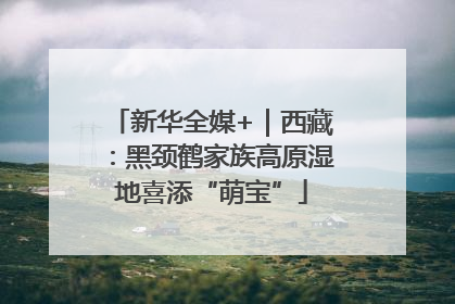 新华全媒+｜西藏：黑颈鹤家族高原湿地喜添“萌宝”