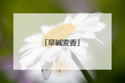 旱碱麦香
