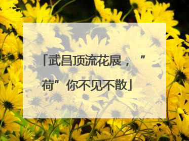 武昌顶流花展，“荷”你不见不散