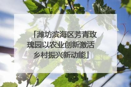 潍坊滨海区芳青玫瑰园以农业创新激活乡村振兴新动能