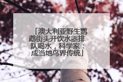 澳大利亚野生鹦鹉街头开饮水器排队喝水，科学家：成当地鸟界传统