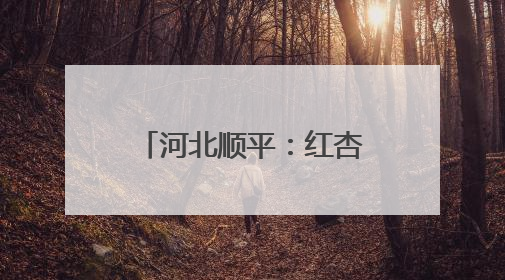 河北顺平：红杏压枝丰收季 田园采摘正当时