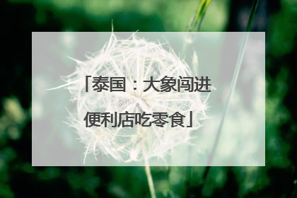泰国：大象闯进便利店吃零食