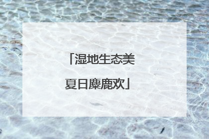 湿地生态美 夏日麋鹿欢