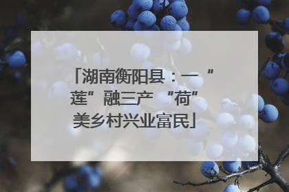 湖南衡阳县：一“莲”融三产 “荷”美乡村兴业富民