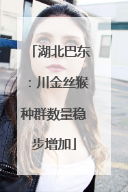 湖北巴东：川金丝猴种群数量稳步增加