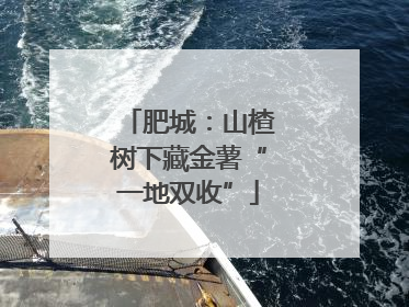 肥城：山楂树下藏金薯“一地双收”
