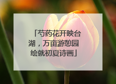 芍药花开映台湖，万亩游憩园绘就初夏诗画