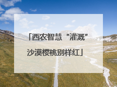 西农智慧“灌溉” 沙漠樱桃别样红