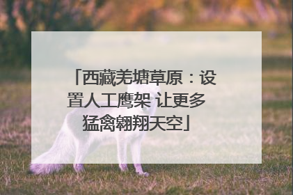 西藏羌塘草原：设置人工鹰架 让更多猛禽翱翔天空