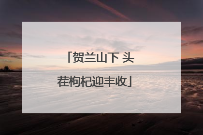 贺兰山下 头茬枸杞迎丰收