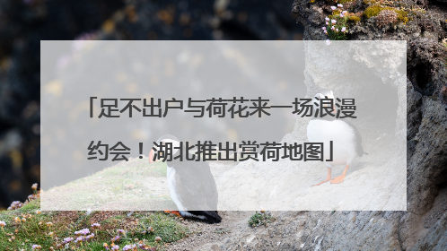 足不出户与荷花来一场浪漫约会！湖北推出赏荷地图