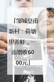 邹城皇甫新村：荷塘里养虾，一亩增收6000元
